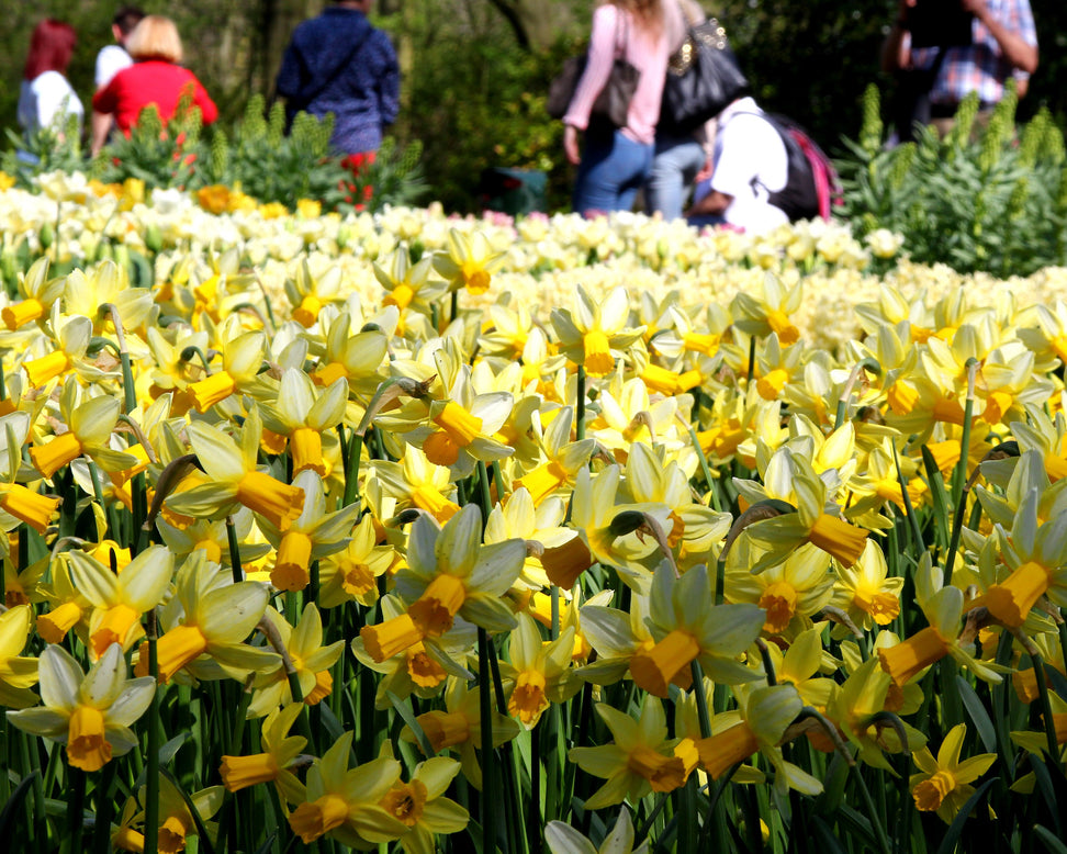 Narcissus 'Mother Duck'