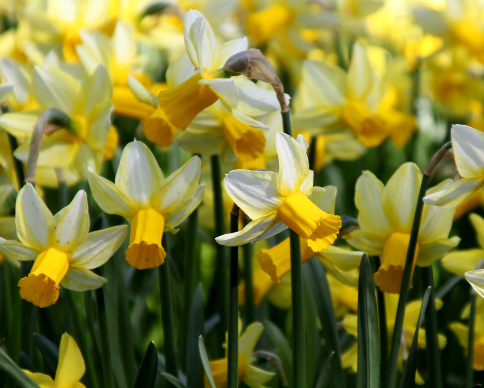 Narcissus 'Mother Duck'