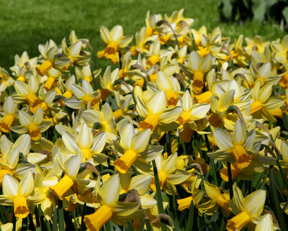 Narcissus 'Mother Duck'