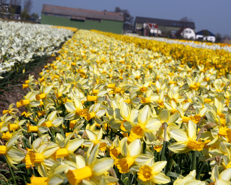 Narcissus 'Mother Duck'