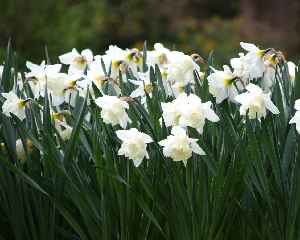 Narcissus 'Mount Hood'