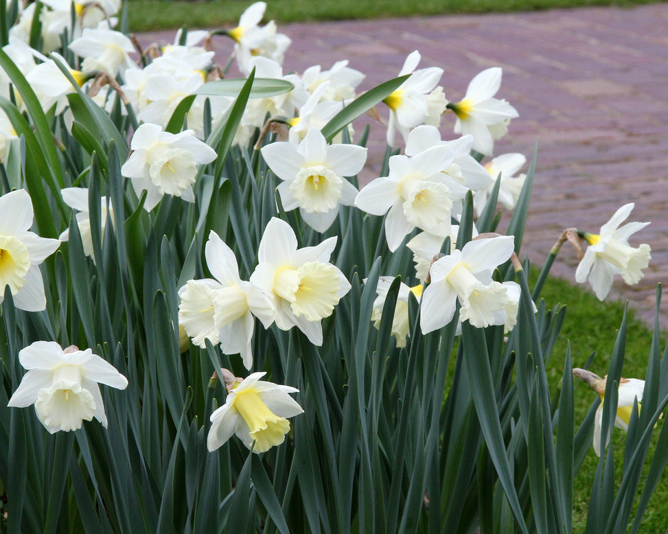 Narcissus 'Mount Hood'