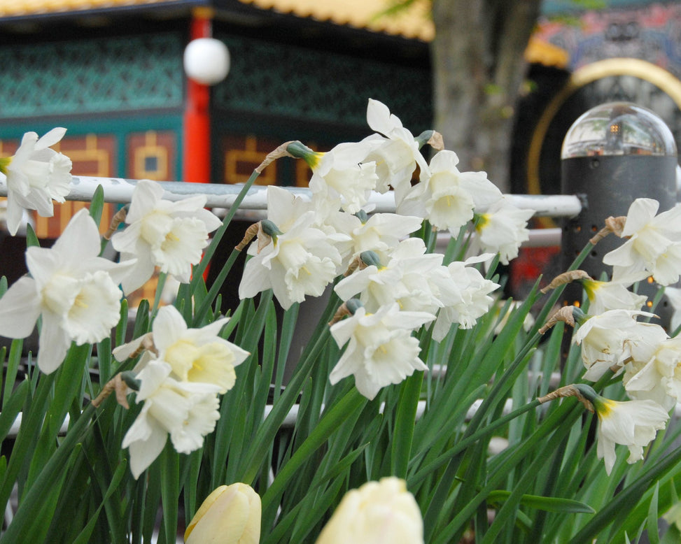 Flower BulbsMount Hood Bulbs UK - 5