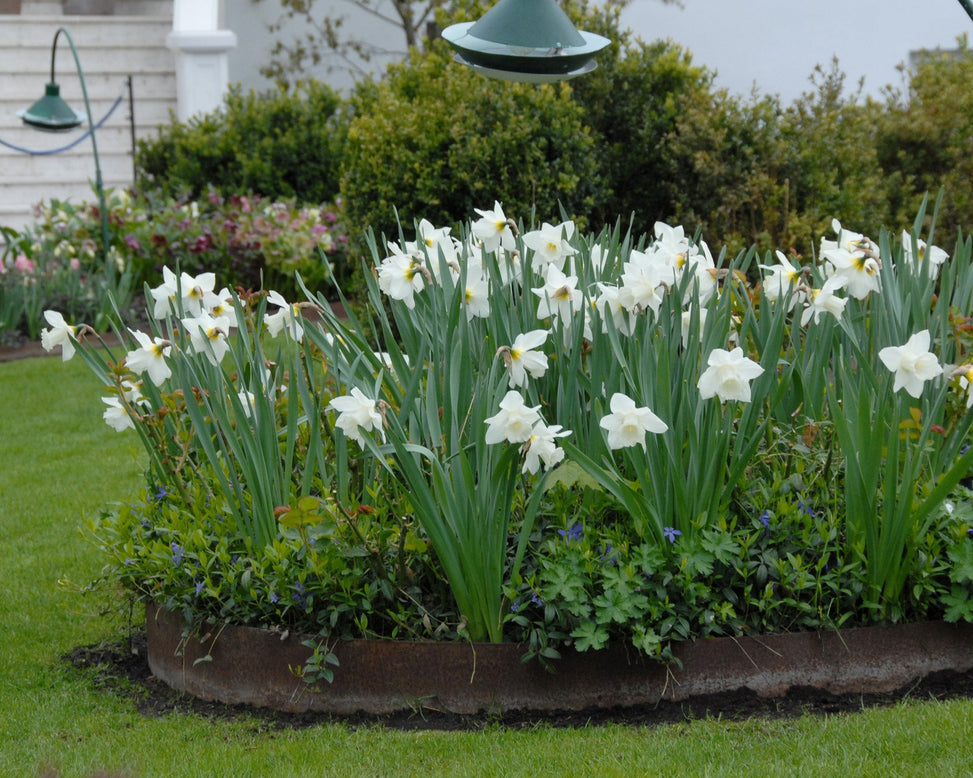 Flower BulbsMount Hood Bulbs UK - 6