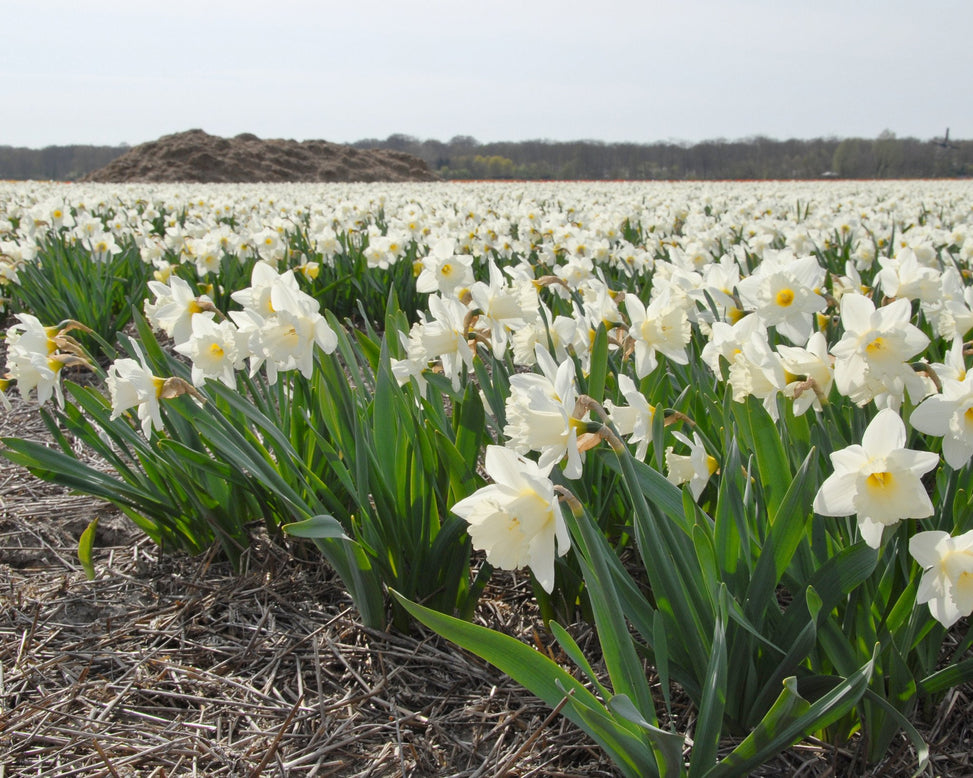 Flower BulbsMount Hood Bulbs UK - 8