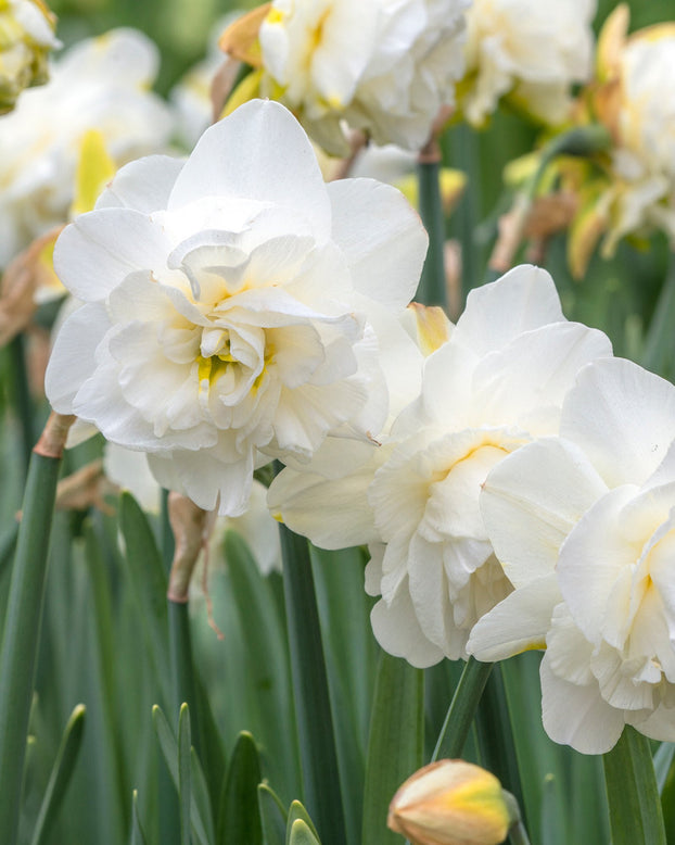 Flower BulbsObdam Bulbs UK - 2