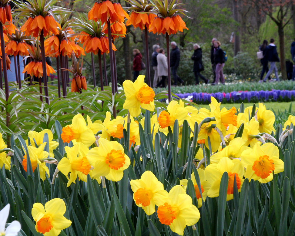 Narcissus 'Orange Progress'