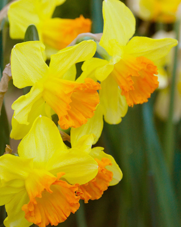 Flower BulbsOrange Progress Bulbs UK - 1
