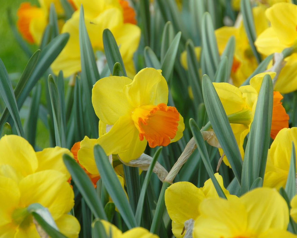 Flower BulbsOrange Progress Bulbs UK - 2