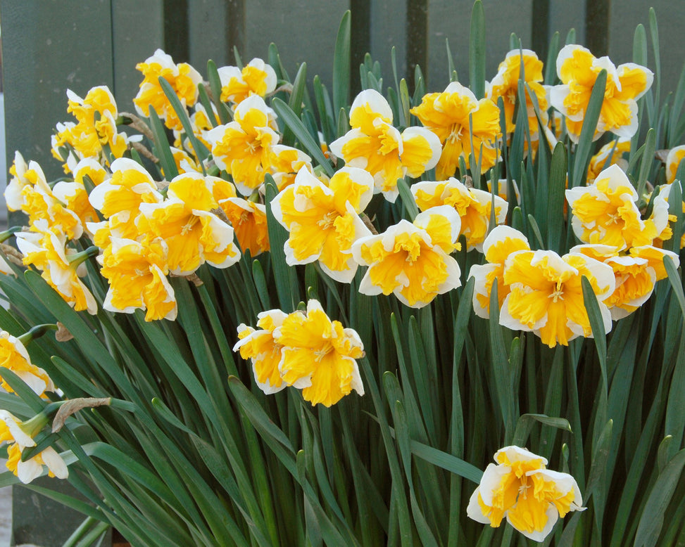 Flower BulbsOrangery Bulbs UK - 2