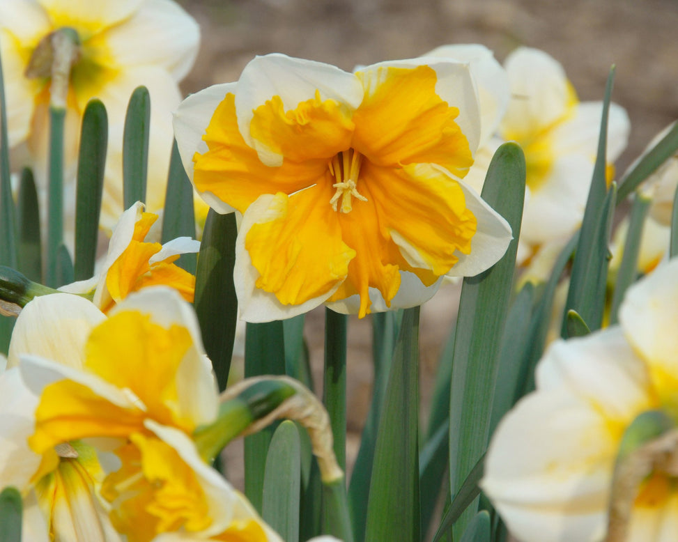 Flower BulbsOrangery Bulbs UK - 3
