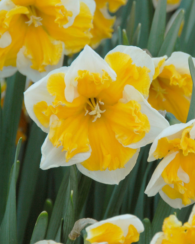 Flower BulbsOrangery Bulbs UK - 1