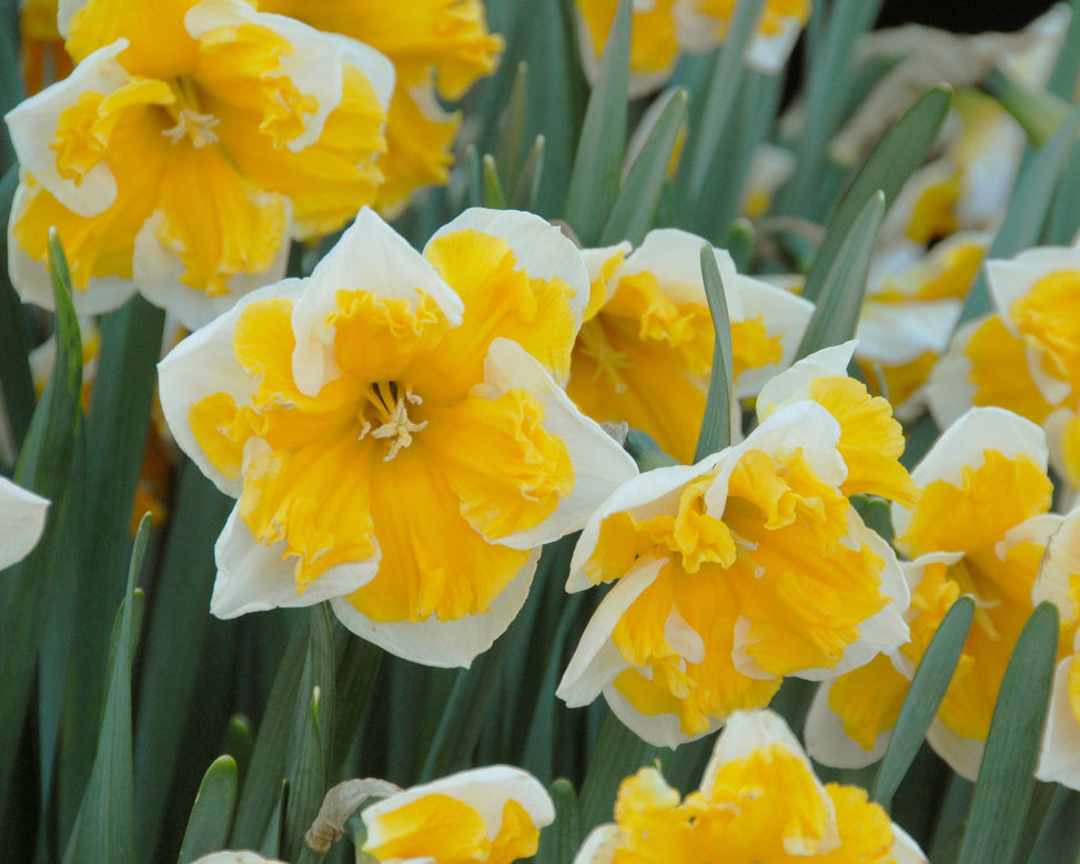 Flower BulbsOrangery Bulbs UK - 4