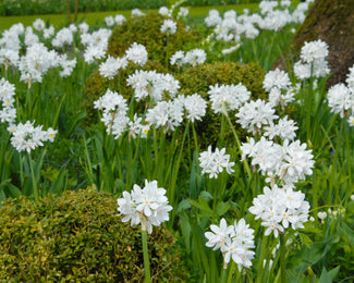 Narcissus tazetta 'Paperwhite' Flower Bulbstazetta Paperwhite Bulbs UK - 1