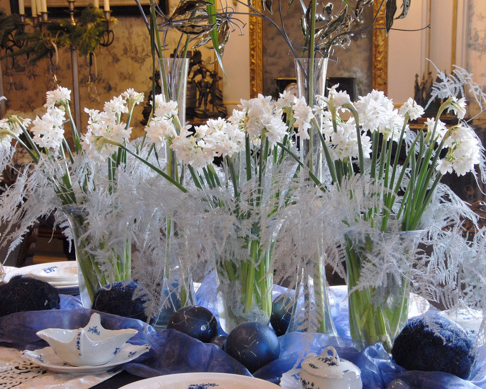 Flower Bulbstazetta Paperwhite Bulbs UK - 6