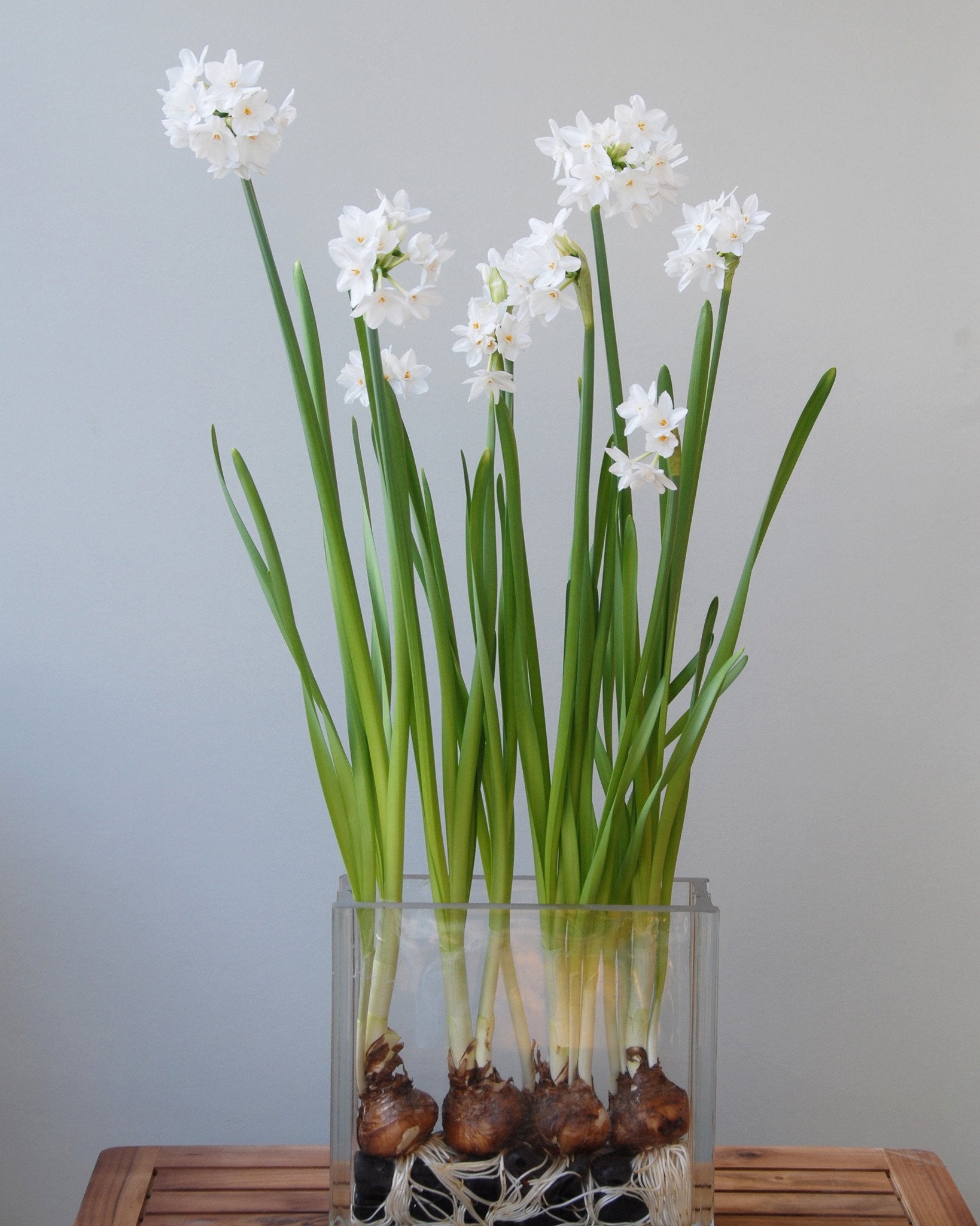 narcissus plant indoors Narcissus tazetta 'Paperwhite' bulbs