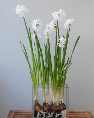 Narcissus tazetta 'Paperwhite' Flower Bulbstazetta Paperwhite Bulbs UK - 1