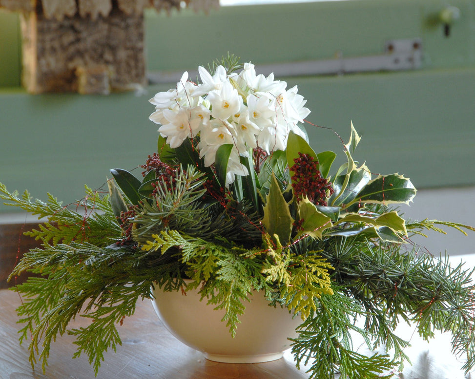 Flower Bulbstazetta Paperwhite Bulbs UK - 7