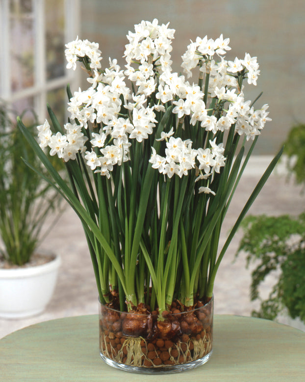 Narcissus 'Paperwhite'
