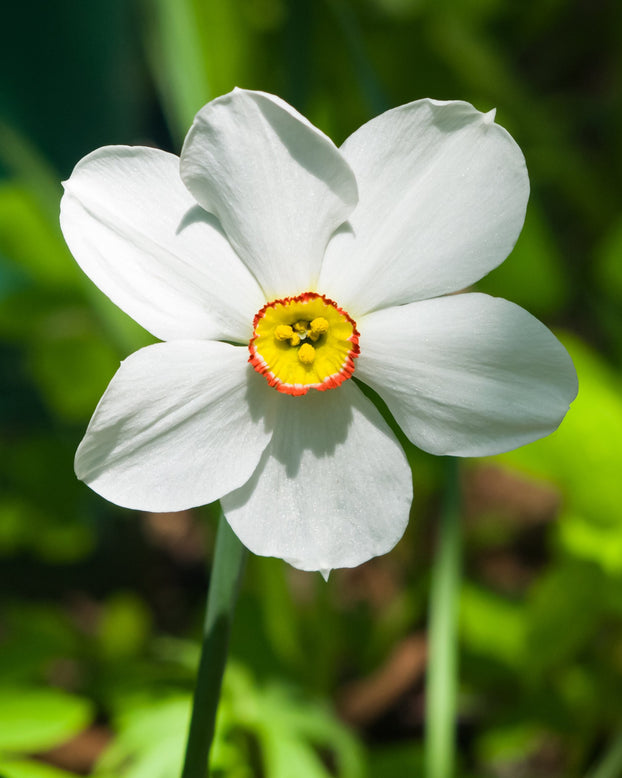 Narcissus 'Pheasant's Eye'