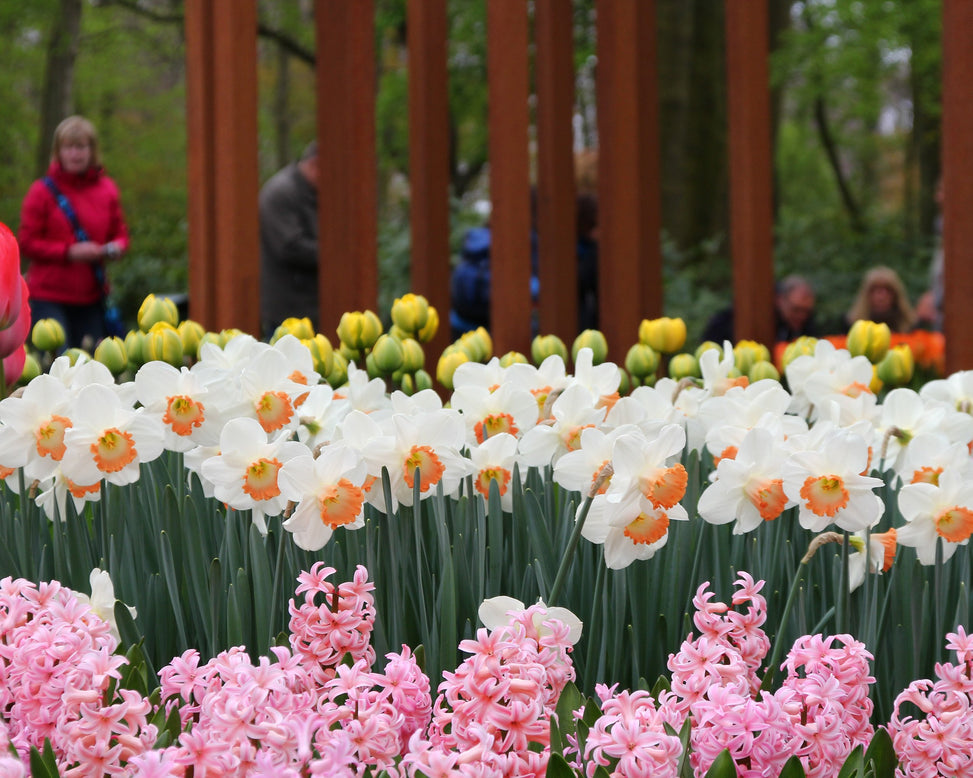 Narcissus 'Pink Charm'