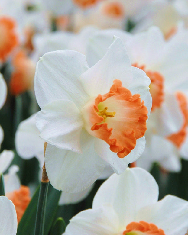 Flower BulbsPink Charm Bulbs UK - 1