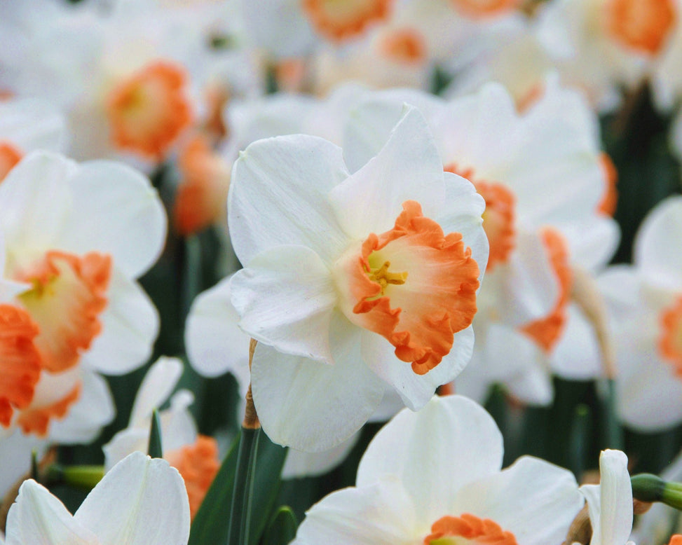 Flower BulbsPink Charm Bulbs UK - 3