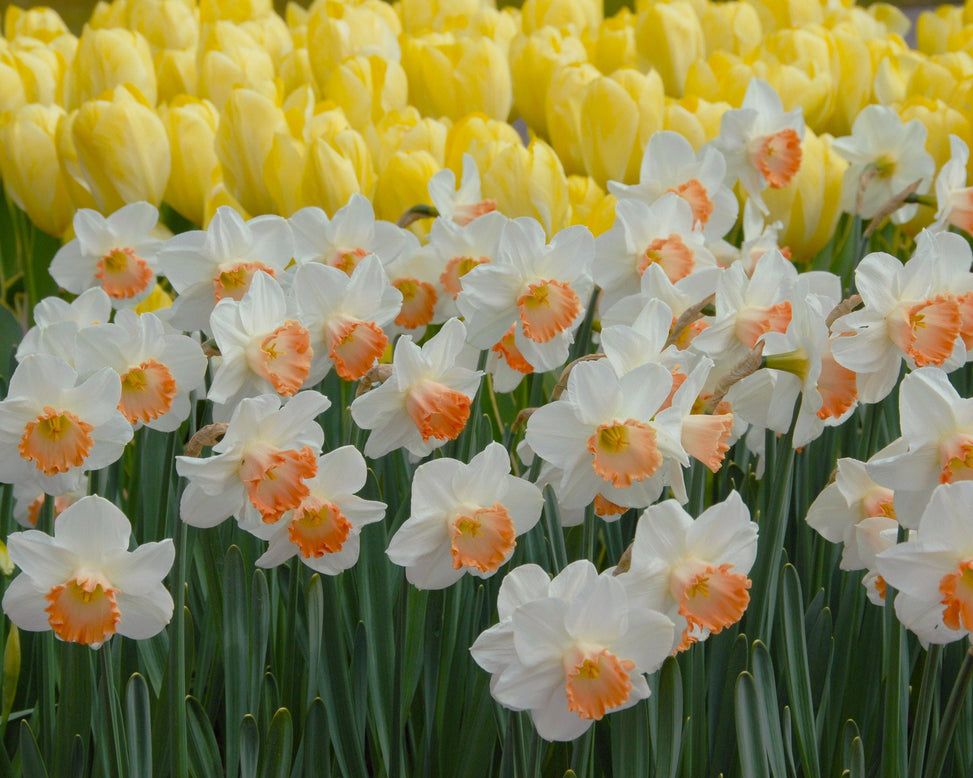 Flower BulbsPink Charm Bulbs UK - 4