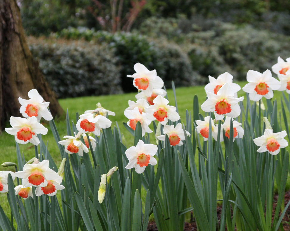 Narcissus 'Pink Charm'