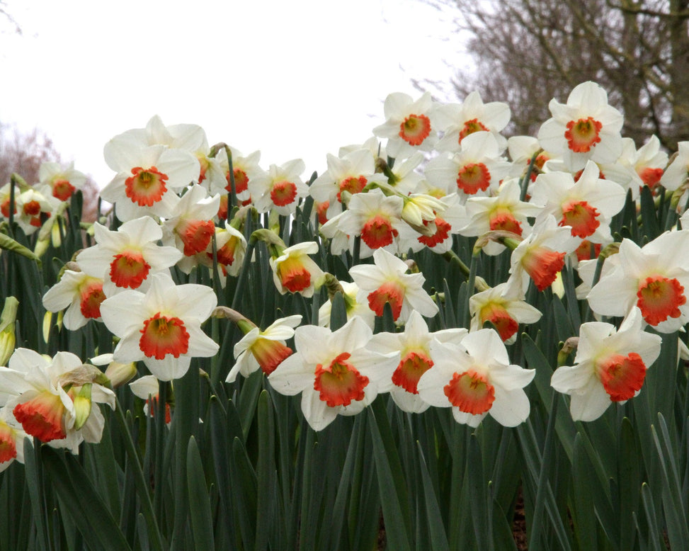 Narcissus 'Pink Charm'