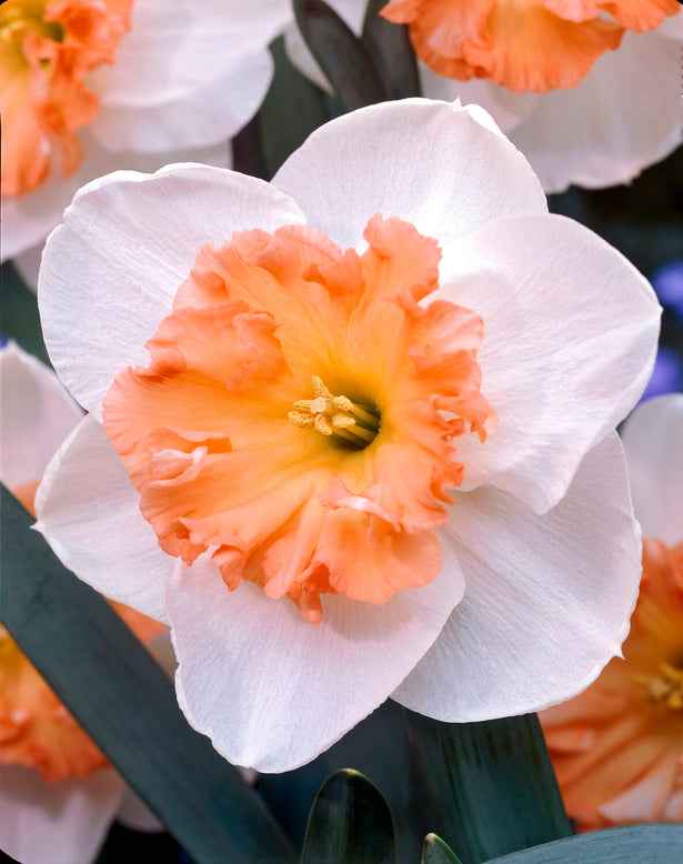Narcissus 'Precocious'