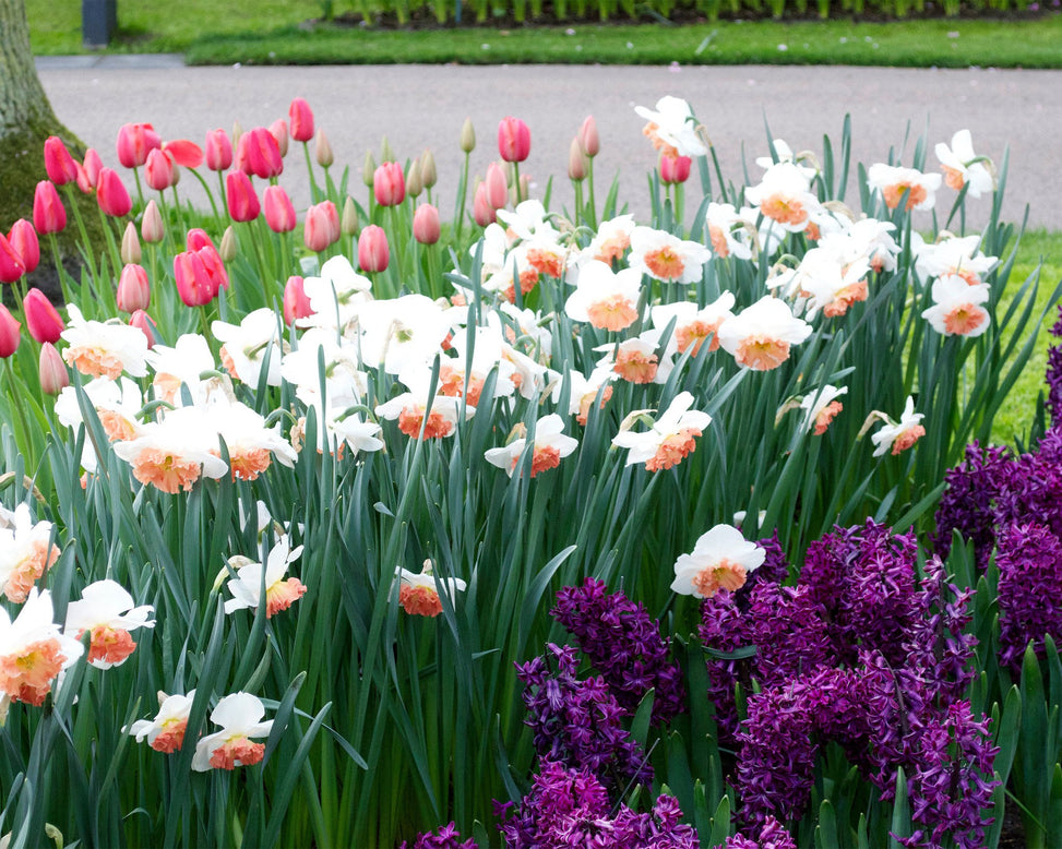 Narcissus 'Precocious'