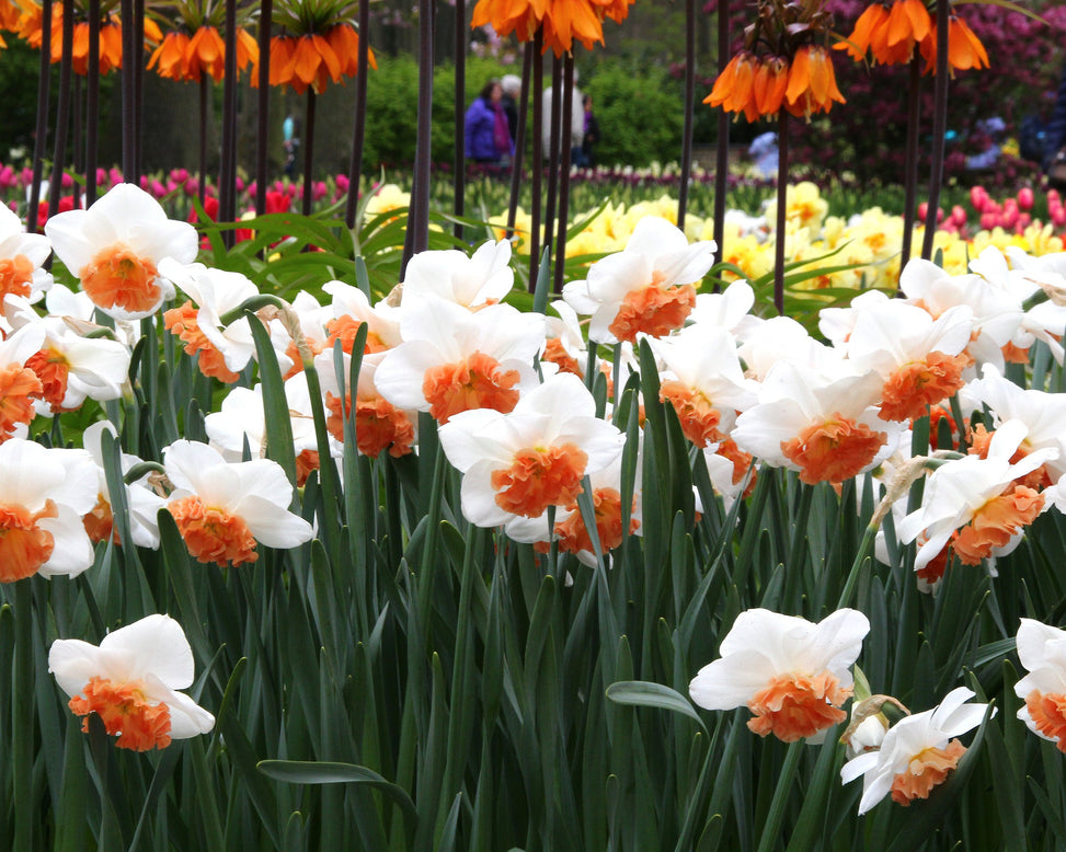Narcissus 'Precocious'