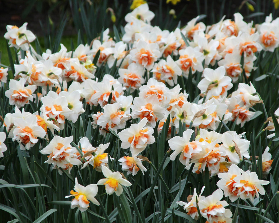 Narcissus 'Replete'