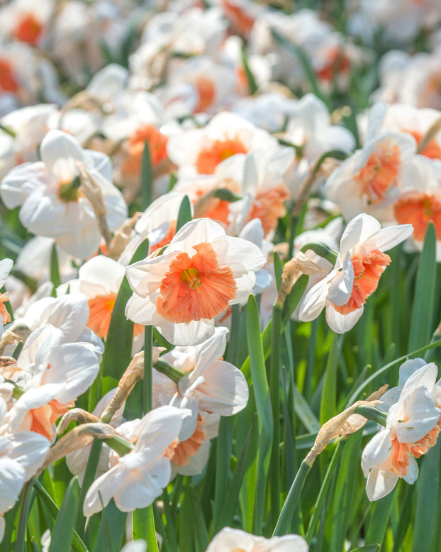 Flower BulbsRiot Bulbs UK