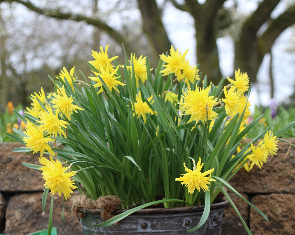 Narcissus 'Rip van Winkle'
