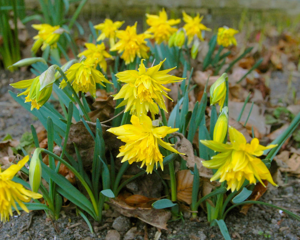 Flower BulbsRip van Winkle Bulbs UK - 2