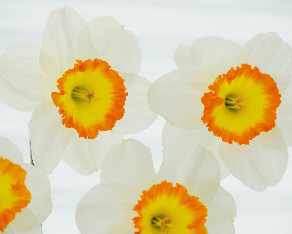 Flower BulbsRoulette Bulbs UK - 2