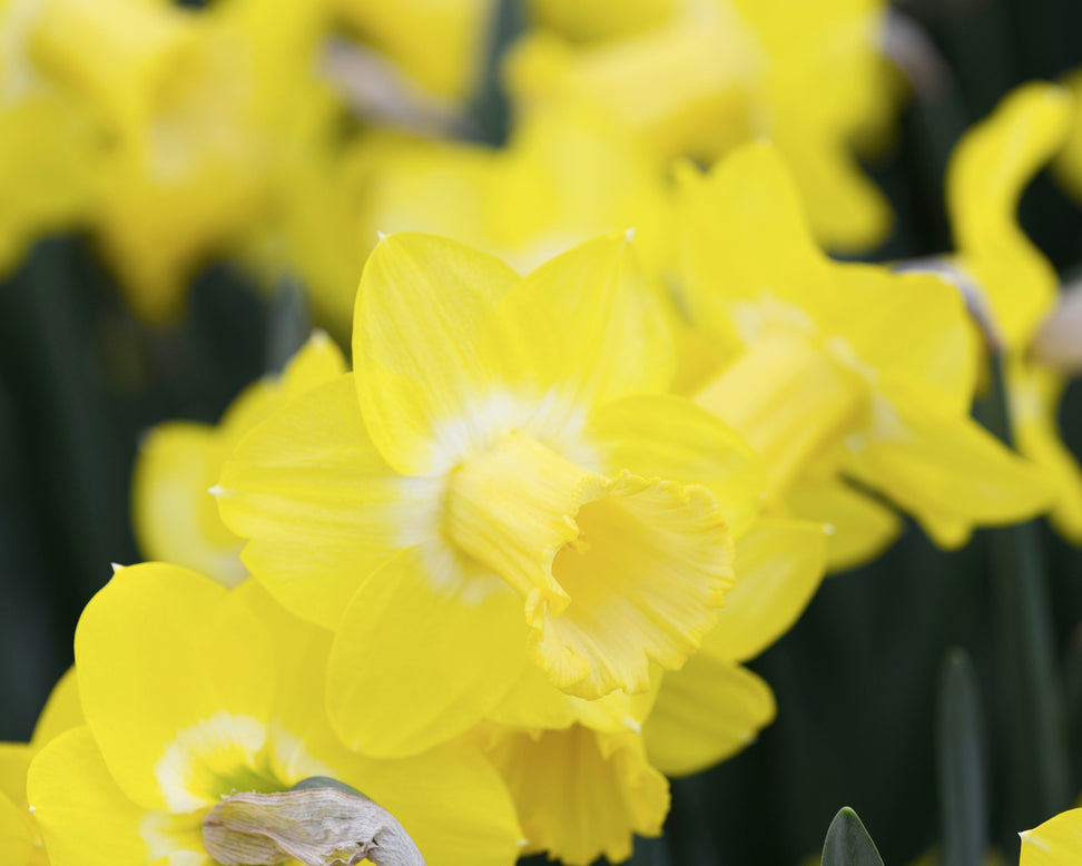 Narcissus 'Sabatini'