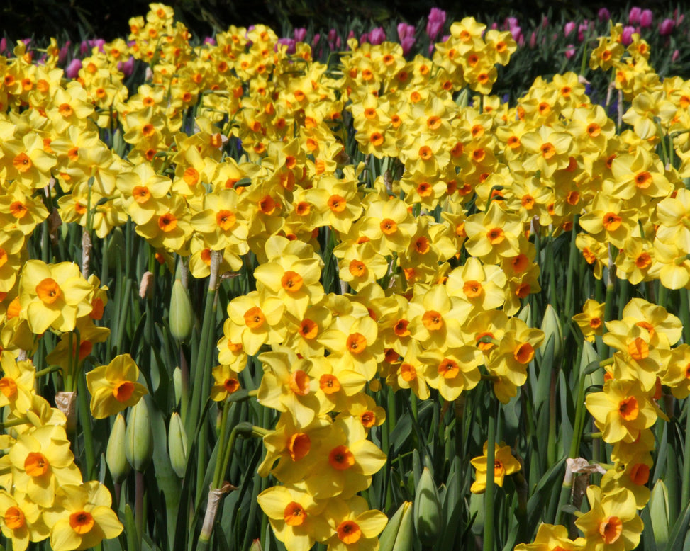 Narcissus 'Scarlet Gem'
