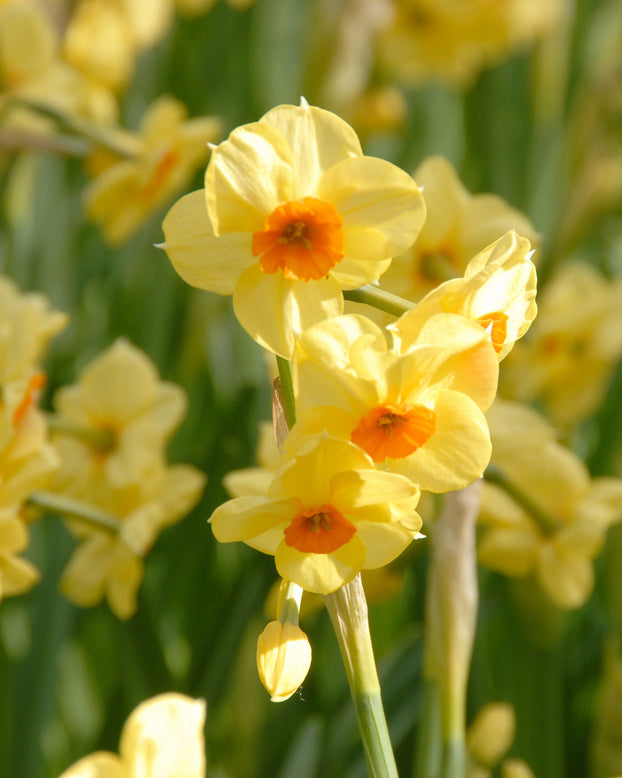 Flower BulbsScarlet Gem Bulbs UK - 1