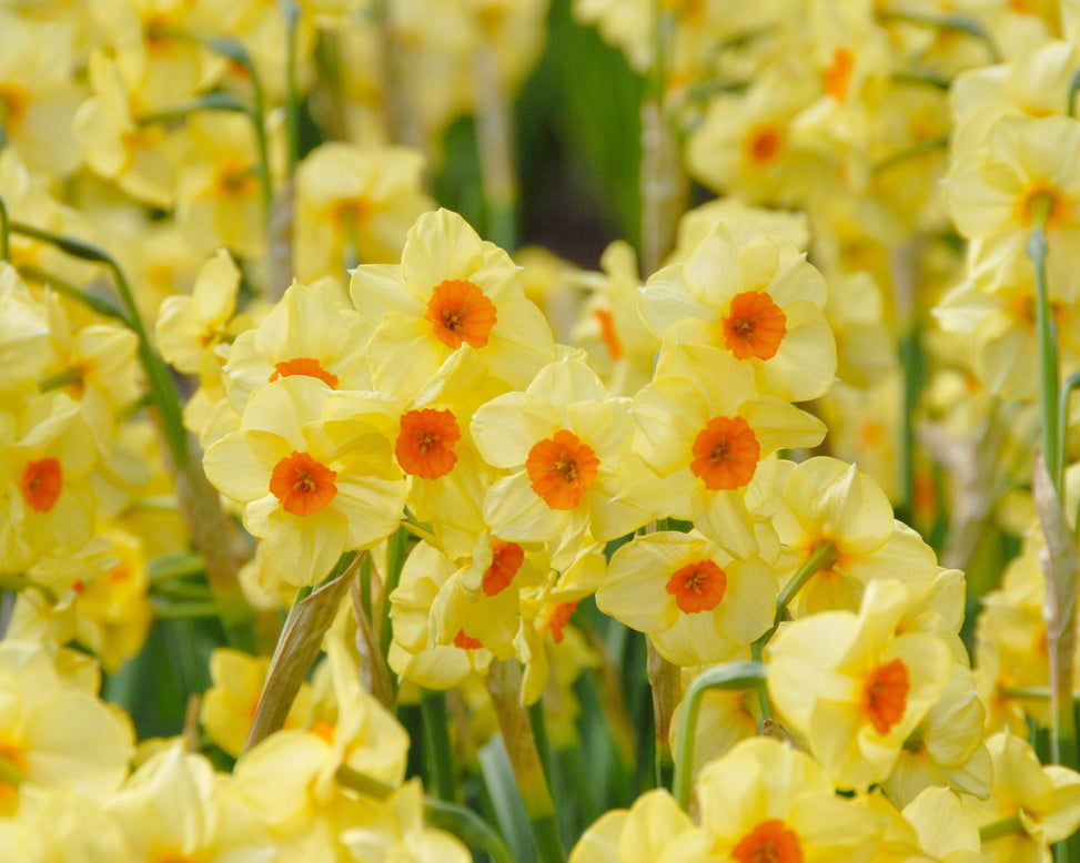 Flower BulbsScarlet Gem Bulbs UK - 2