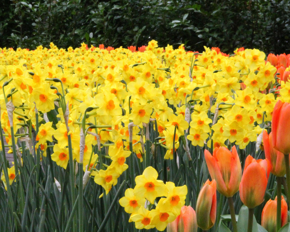 Narcissus 'Scarlet Gem'