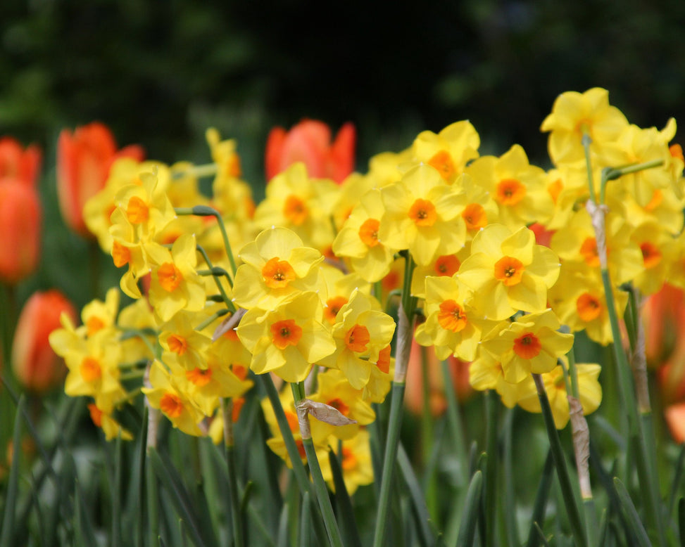 Narcissus 'Scarlet Gem'