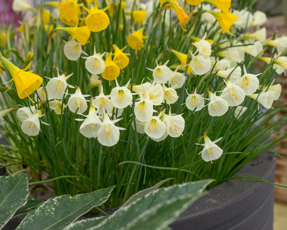 Narcissus 'Spoirot'