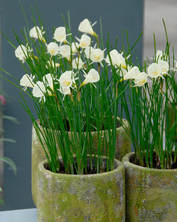 Narcissus 'Spoirot'