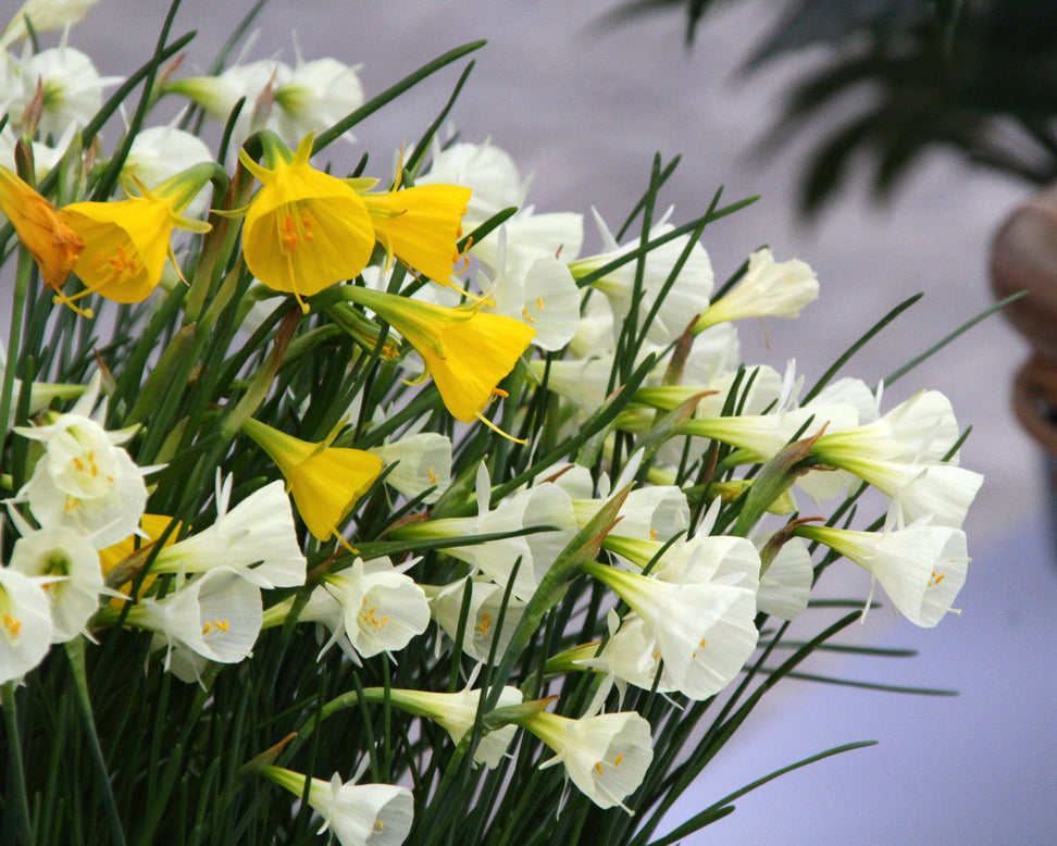 Narcissus 'Spoirot'