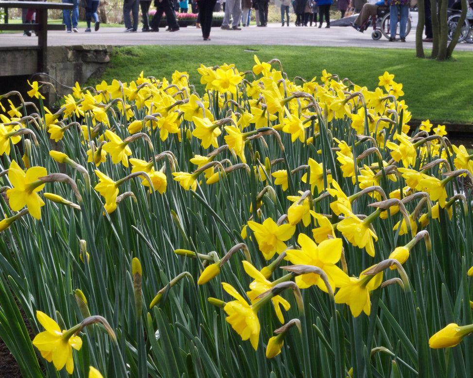 Flower BulbsSweetness Bulbs UK - 3