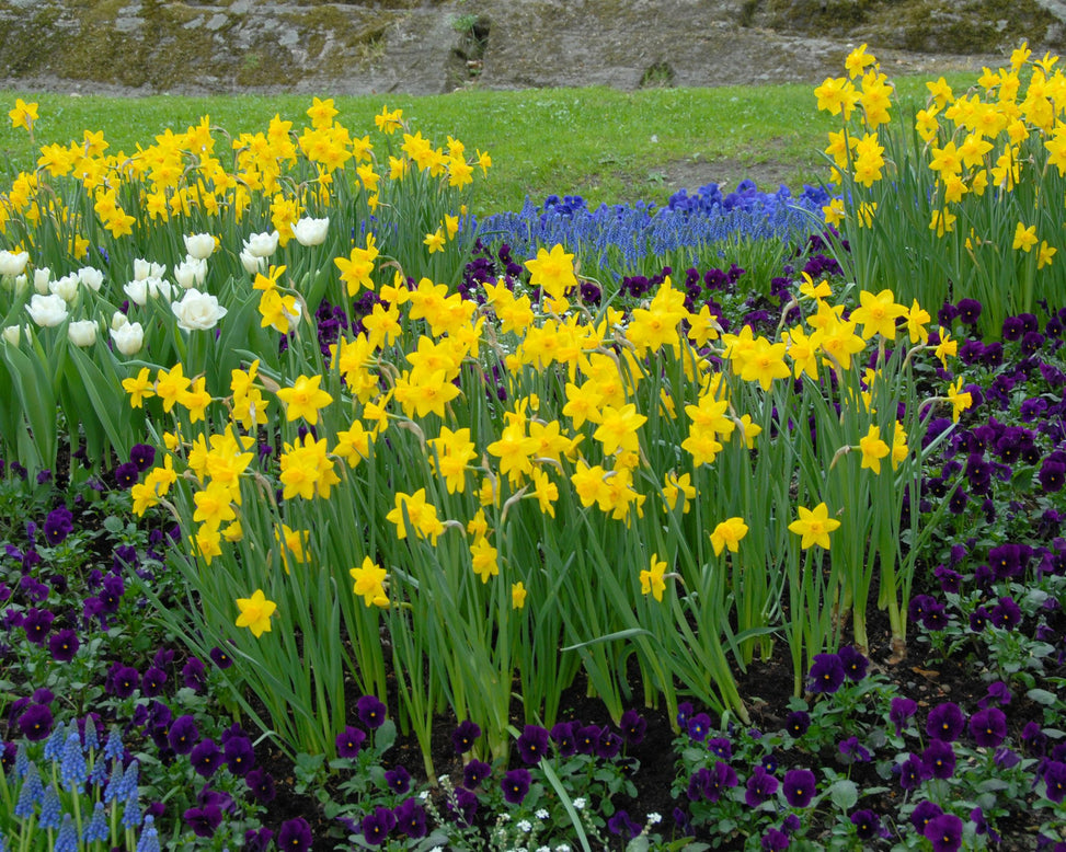 Flower BulbsSweetness Bulbs UK - 2