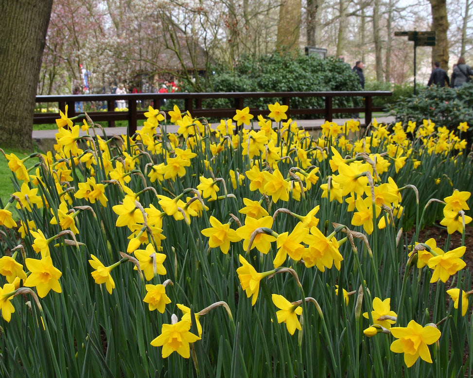 Narcissus 'Sweetness'